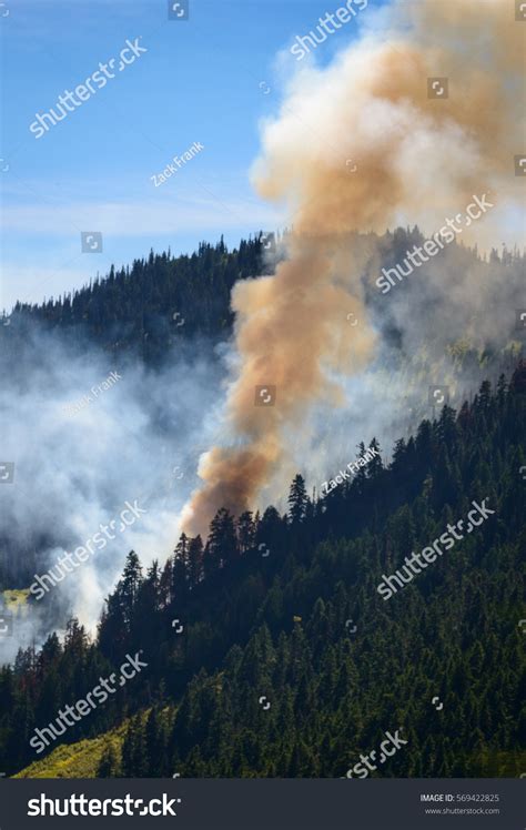 Small Forest Fire Hurricane Ridge Olympic Stockfoto 569422825