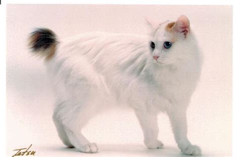 Beautiful White Japanese Bobtail Cat