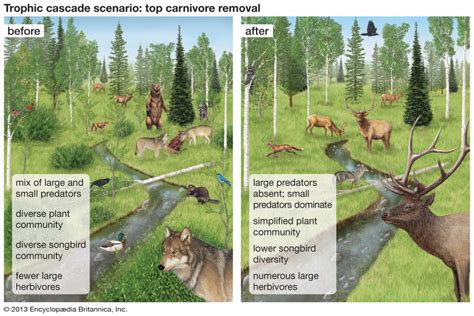 The Rippling Effects Of A Trophic Cascade Saving Earth Encyclopedia