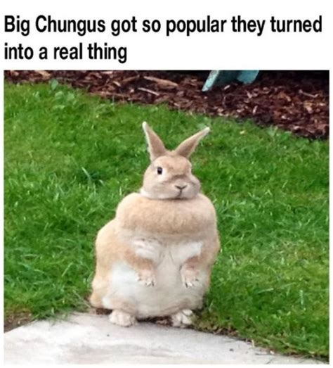 Hilarious Big Chungus Memes Big Fat Bugs Bunny Is Here To Stay