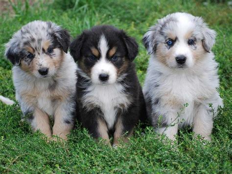 Australian Shepherd Puppies Wallpapers For Desktop Cute Baby Animals