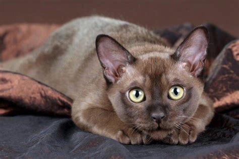 Burmese Cat Breed Description Characteristics Appearance History