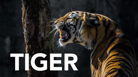 Tiger Roars Sound Effect Copyright Free Youtube