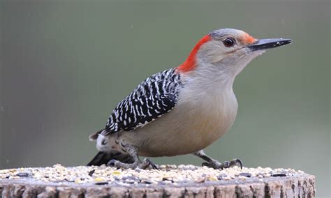 The 9 Woodpeckers Of Wisconsin Pictures Unianimal