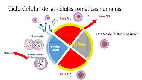 Clase 7 Ciclo Celular Mitosis Y Meiosis Youtube