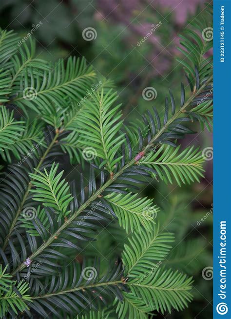Metasequoia Plant Branch Close Up Green Coniferous Background