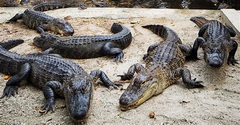 Alligators Ancient Predators Of The Swamp