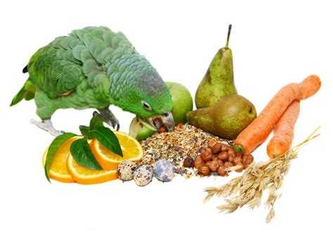 Parrot Diet Feeds Seeds And Health Needs Parrot Essentials