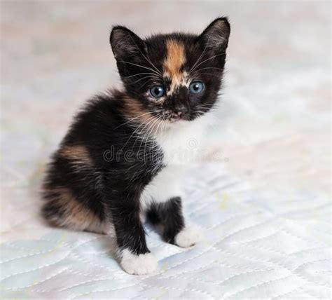 Blue Eyed Calico Cat Stock Photo Image Of Pets Face 154617764