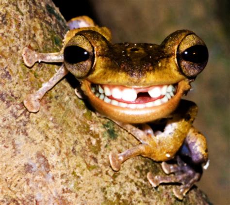 Funny Frog By Bruno Sousa On Deviantart