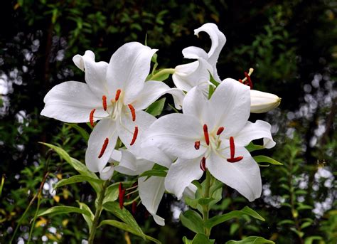 Bath & body works casablanca lily wallflower refill bulbs, (set of 3). 10 Beautiful Night Blooming Flowers - Bob Vila