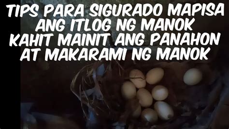 Paano Mag Papisa Ng Itlog Ng Manok Kahit Mainit Ang Panahon Para Dumami Ang Mga Manok Mo Youtube