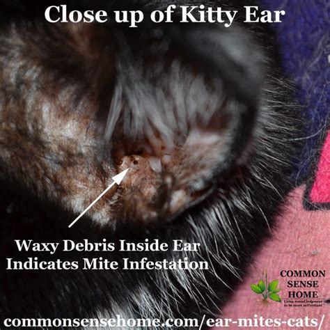 How Does A Kitten Get Ear Mites Cats Ghy
