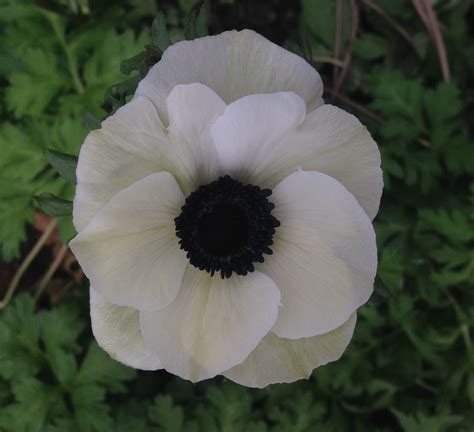 A White Flower With Black Center Surrounded By Green Leaves