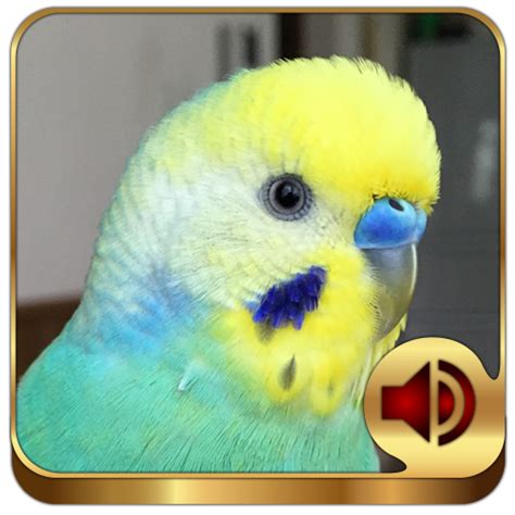 Get Budgerigar Ringtones For Android I Love Parakeets