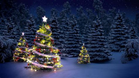 Download Three Beautiful Christmas Trees Outdoors Wallpaper