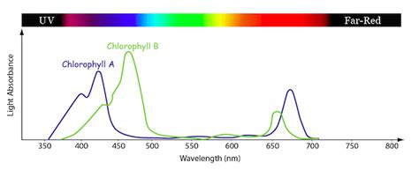 Chlorophyll And Other Photosensitives Led Grow Lights