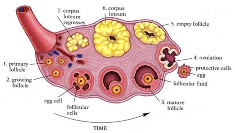 Anatomy Abdomen And Pelvis Ovary Corpus Luteum Article