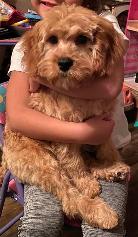 The approximate wait time for a puppy is five to six months after you submit the $100 deposit for the paid waiting list. Cavapoo Puppies For Sale | Knoxville, TN #320456 | Petzlover