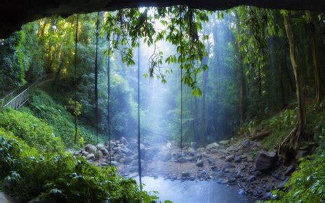 Tropical Rainforest Hd Wallpapers Top Free Tropical Rainforest Hd