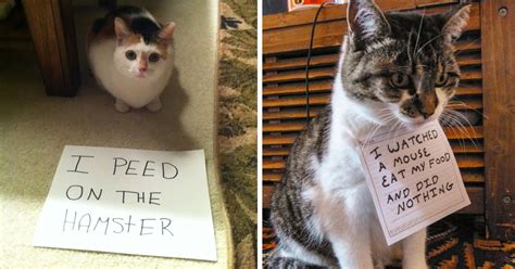 She is 7 years old. These 20 guilty cats are being shamed publicly for their ...