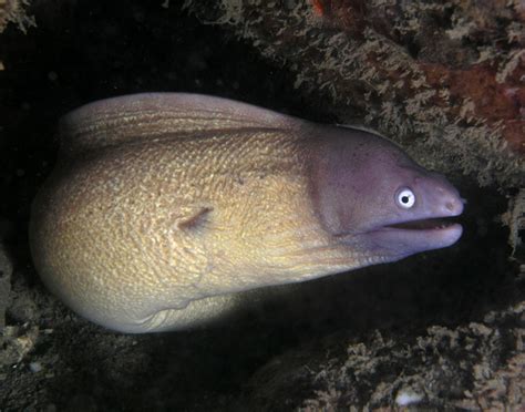 The moray eel offers a long body and a very long snout. Greyface moray eel - Wikipedia