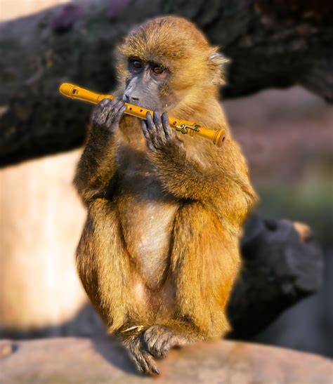 Free Images Music Animal Wildlife Mammal Musician Fauna Primate