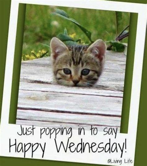 53 Best Wednesday Memes Images On Pinterest Wednesday Memes Wacky