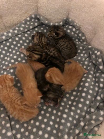 5 Beautiful Kittens For Sale Lincoln Pets4homes