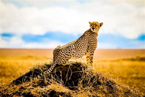 Best Time To Visit Tanzania On Safari Examining All Seasons