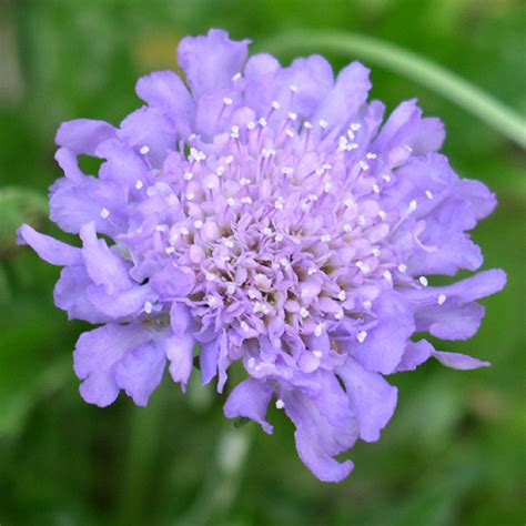 Scabiosa Butterfly Blue 1 Plant Live Outdoor