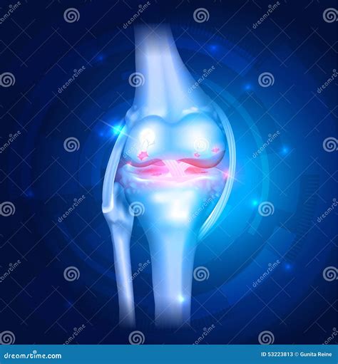 Knee Anatomy Osteoarthritis
