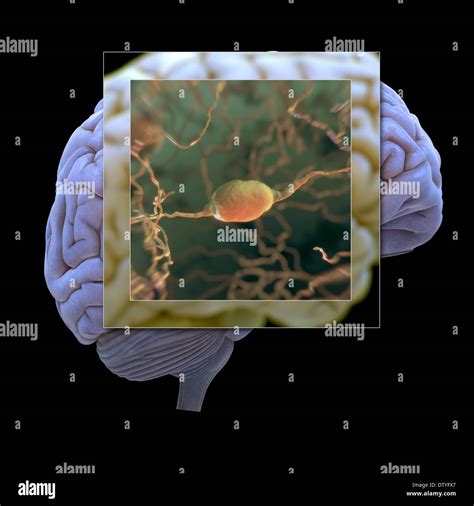 Bipolar Cell Hi Res Stock Photography And Images Alamy