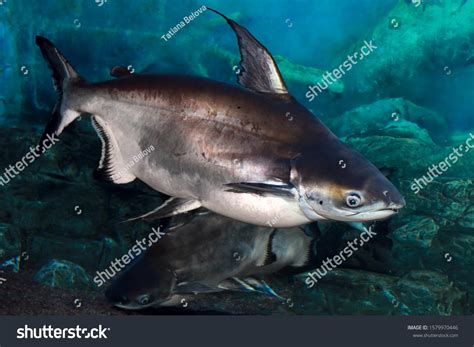 Iridescent Shark Pangasianodon Hypophthalmus Aquarium Stock Photo