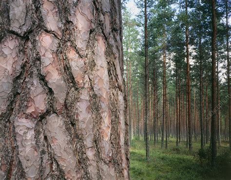 Scots Pine Trees Pinus Sylvestris Stock Image B6010387 Science