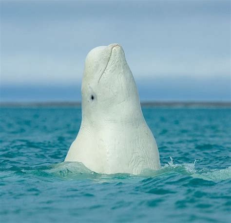Beluga Whale Magical Beings They Almost Look Like They