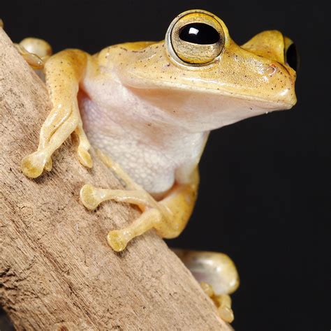 Biologist Discovers New And Wider Varieties Of Frog Species In Amazon