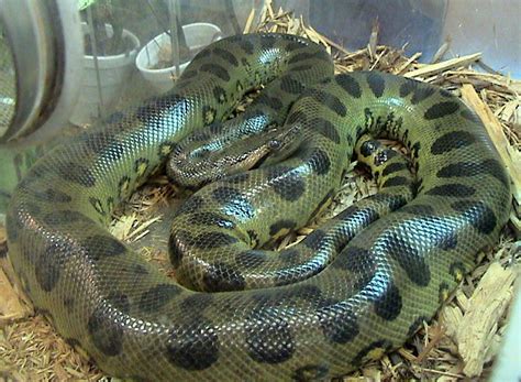 Green Anaconda Eunectes Murinus Species Profile