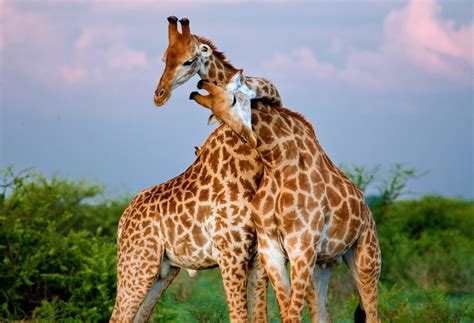 Scientists Shed New Light On The Sex Life Of Giraffes •