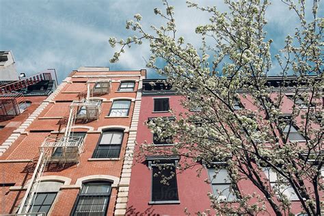 Blooming Tree And Apartments Stock Image Everypixel