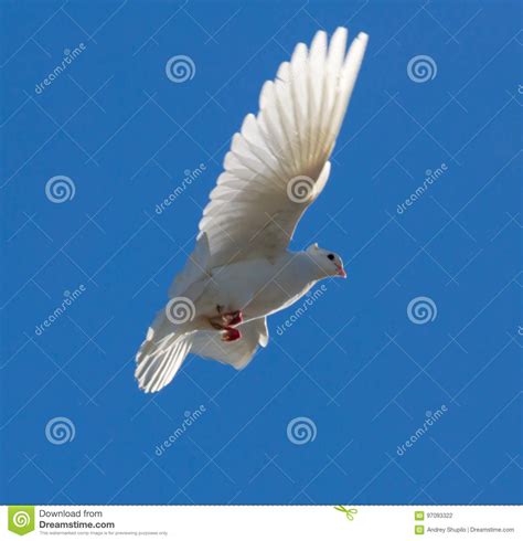 White Dove In Flight Against A Blue Sky Stock Photo Image Of Grace