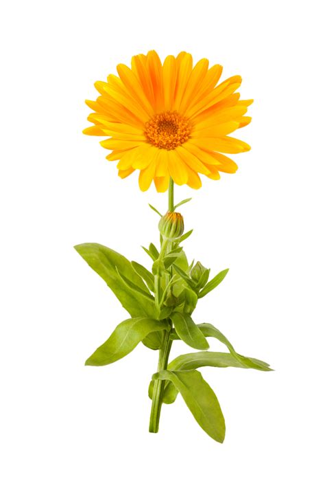 Marigold Flower Png File Png All