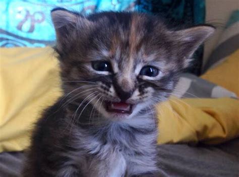 Meet Purrmanently Sad Cat The Adorable Kitten Who Just