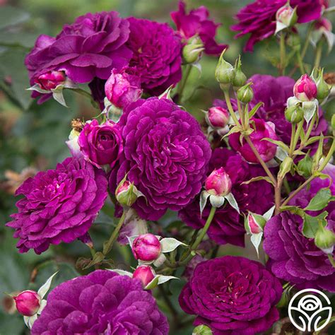 Ebb Tide Rose Floribunda Exceptionally Fragrant Heirloom Roses