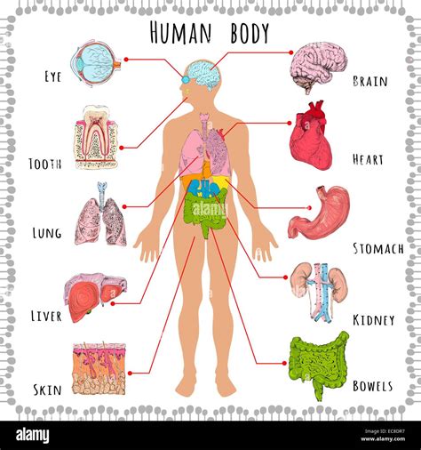 Cuerpo Humano medical infografía con silueta de persona y órganos ilustración vectorial Imagen
