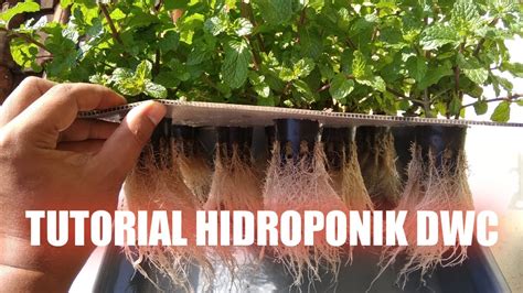 Tutorial Hidroponik Dwc Deep Water Culture Youtube