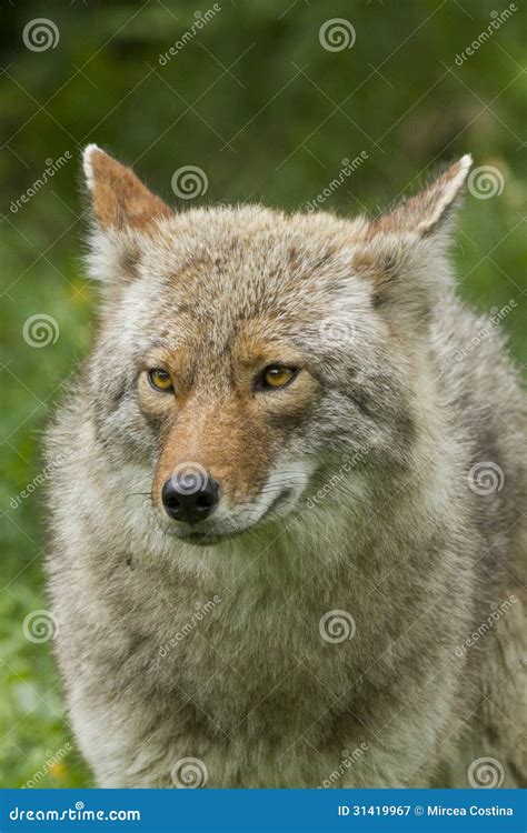 Coyote Portrait Stock Image Image Of Canidae Predatory 31419967