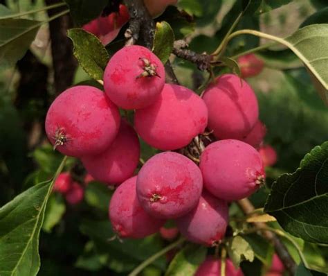 20 Types Of Crabapple Trees Progardentips