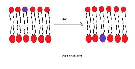 Lipid Translocation Flip Flop As One Of The Least Understood