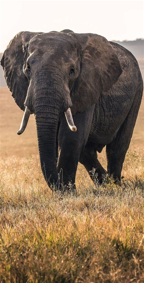 Picture Of A Majestic Elephant Wild Animals Photos Jungle Animals